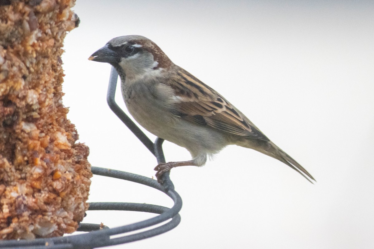 House Sparrow - ML643510731