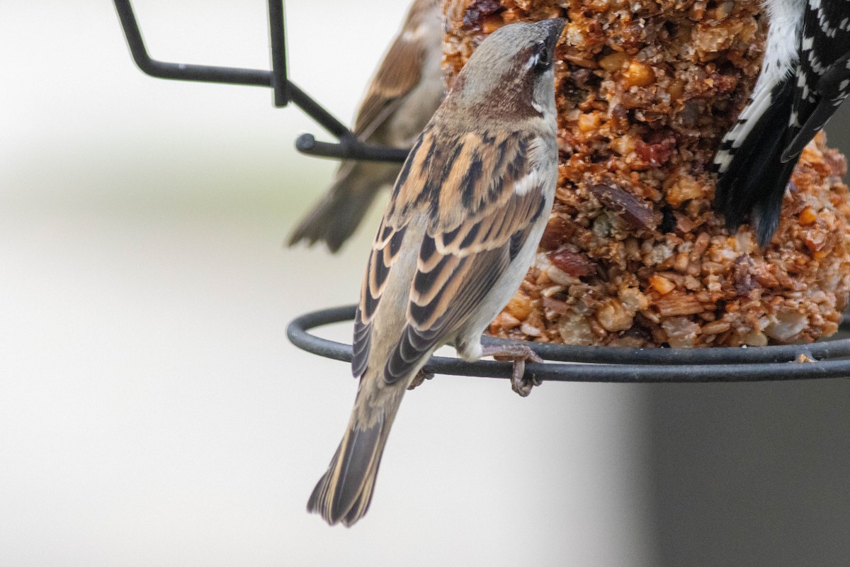 House Sparrow - ML643510732