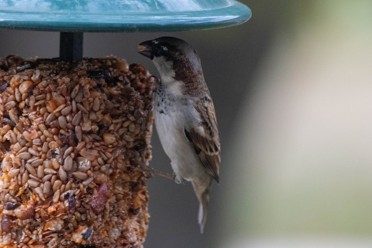House Sparrow - ML643510733