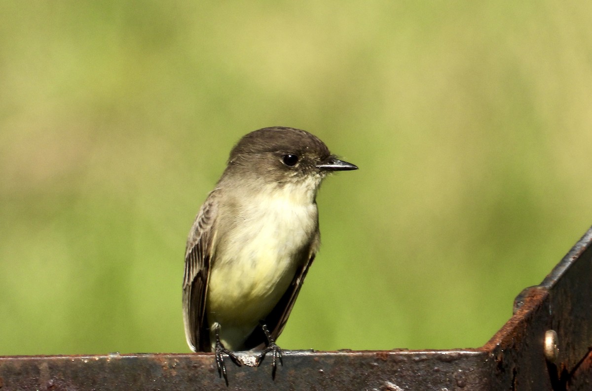 Eastern Phoebe - ML643510736