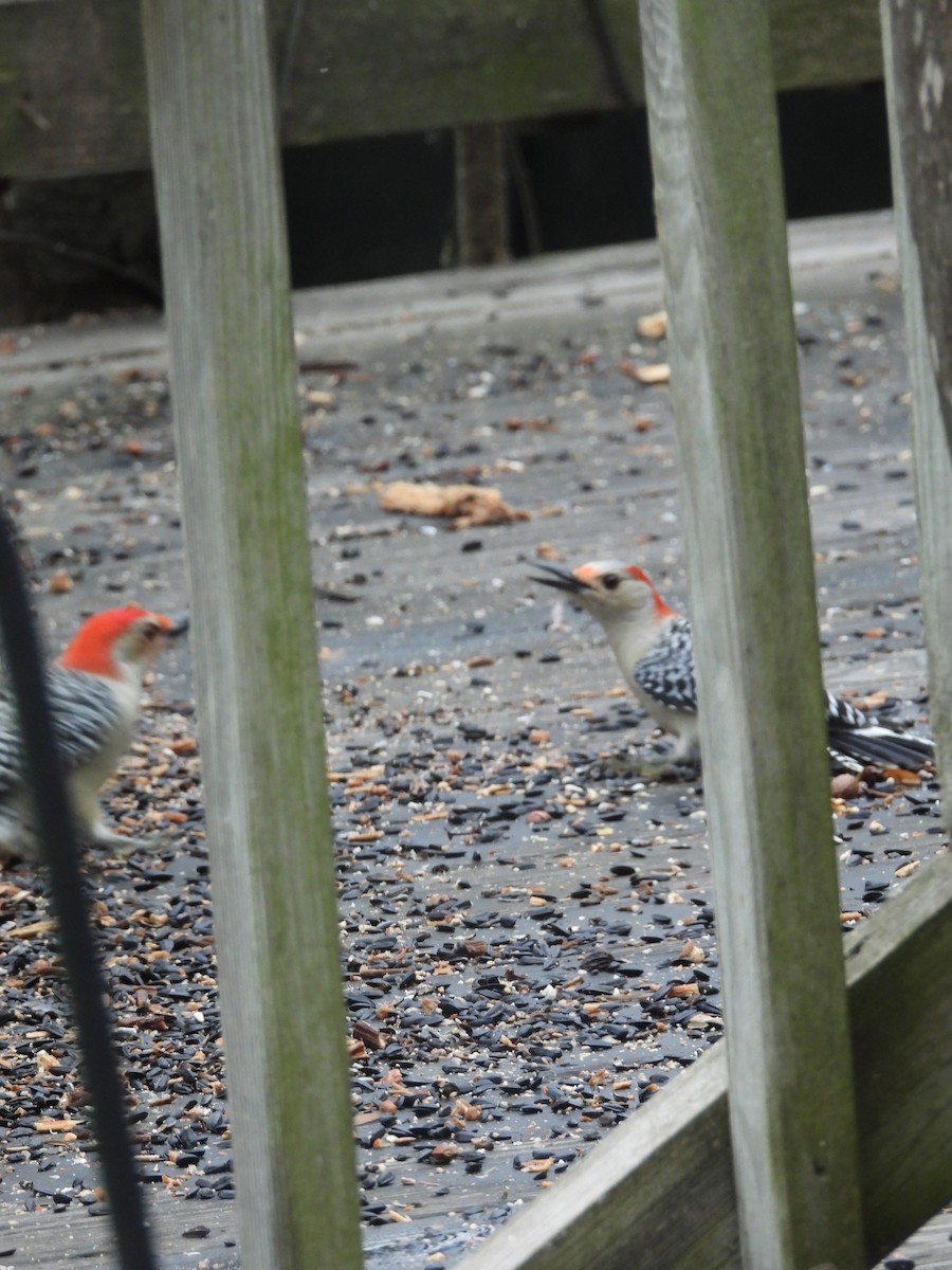 Red-bellied Woodpecker - ML643510755