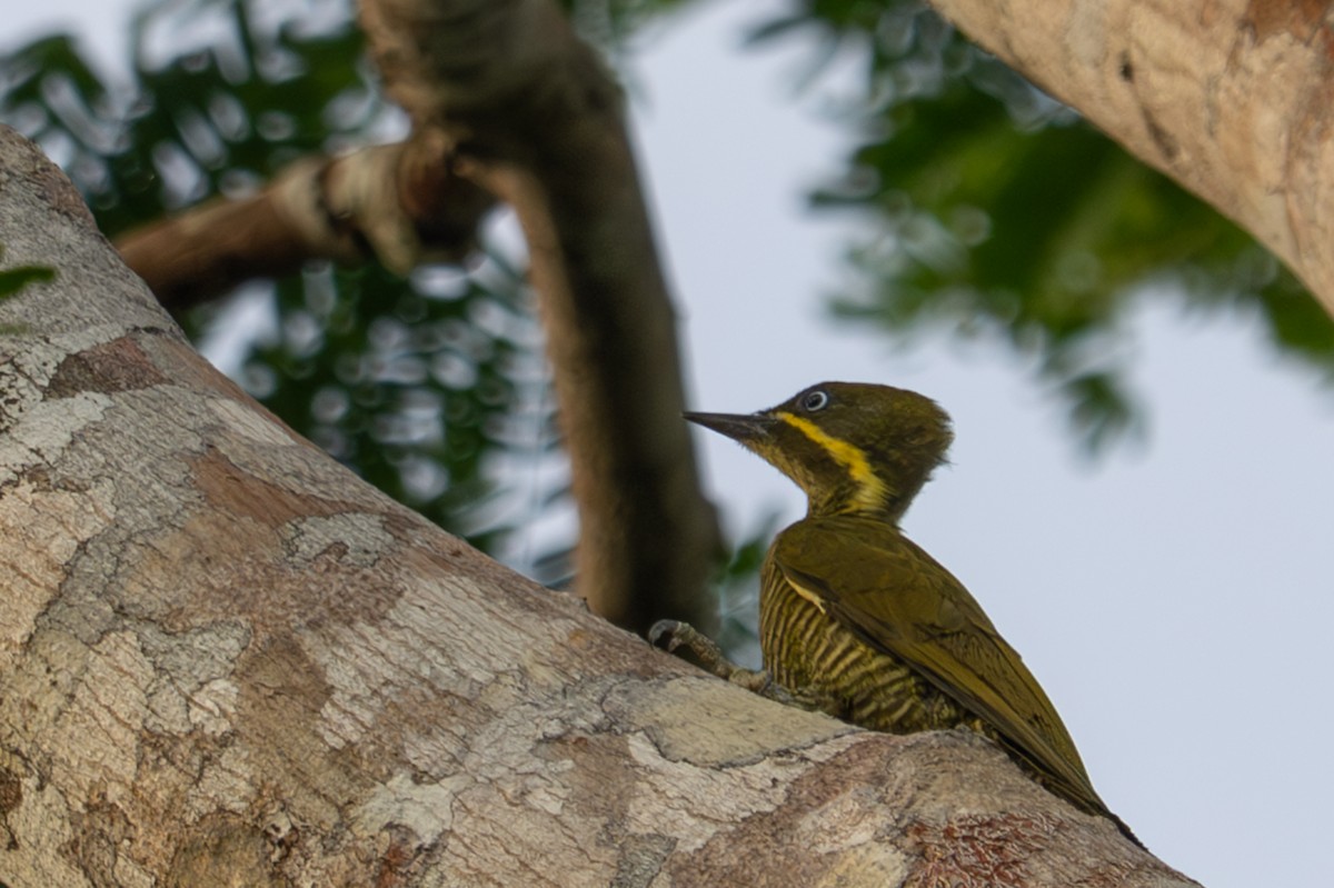 モリゲラ - ML643510764