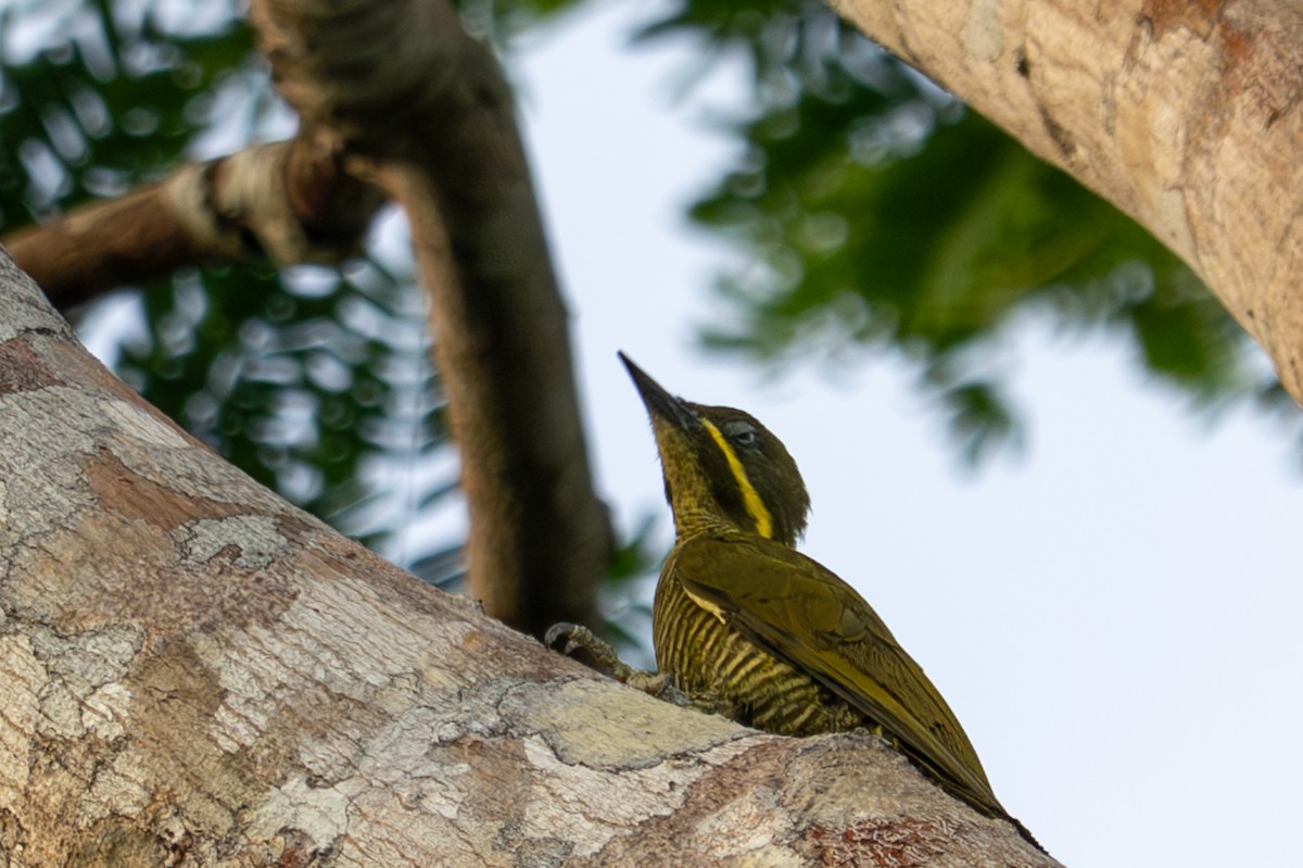 モリゲラ - ML643510765