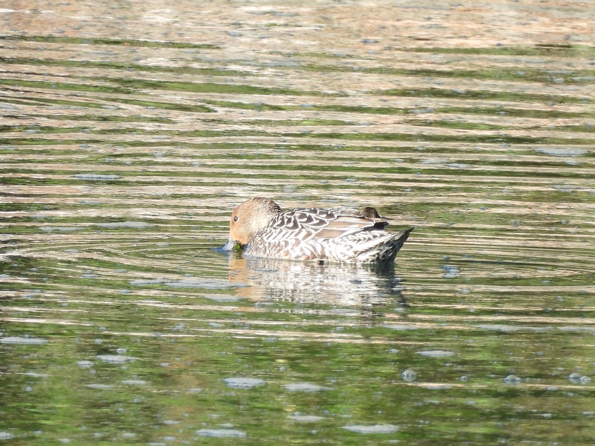 Northern Pintail - ML643510767