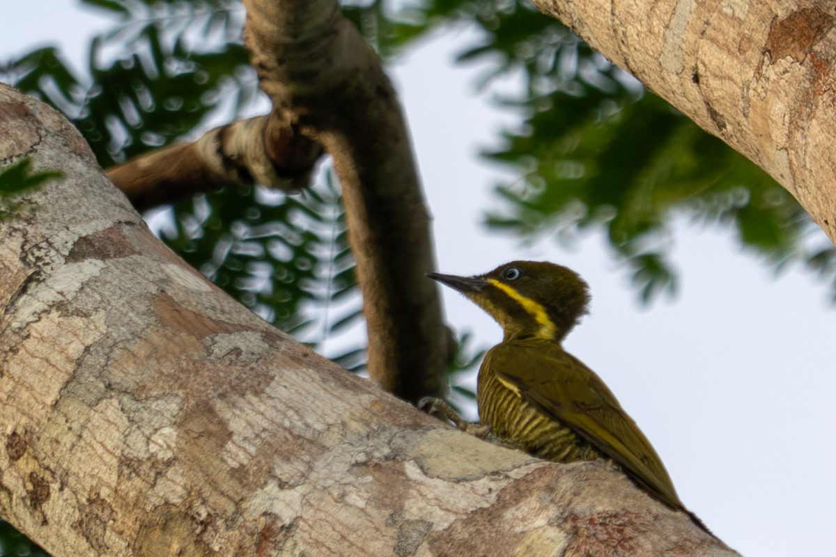 モリゲラ - ML643510769