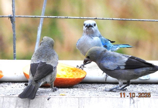 Palm Tanager - ML643510771