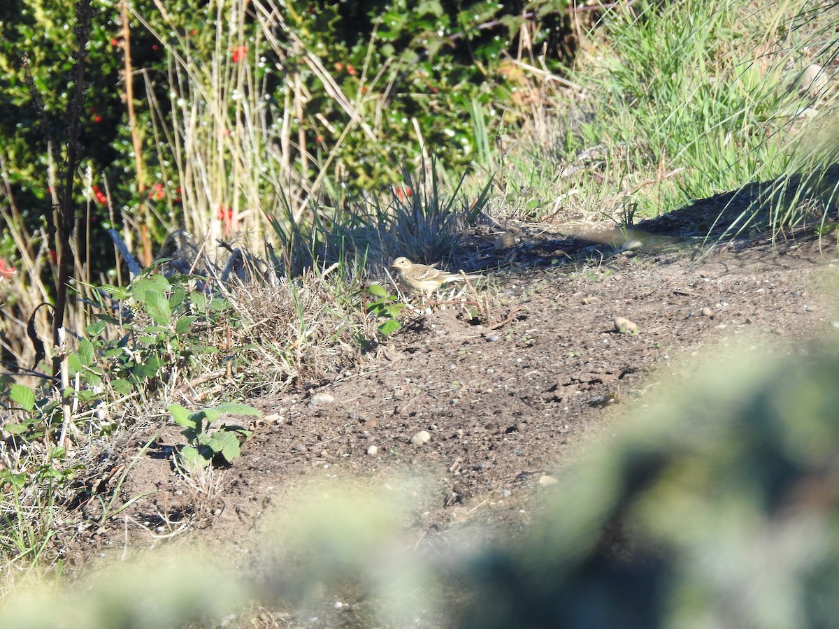 American Pipit - ML643510776