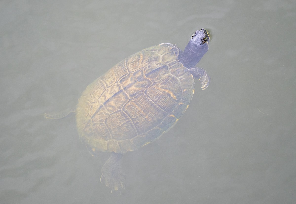 Pond Slider - ML643510789