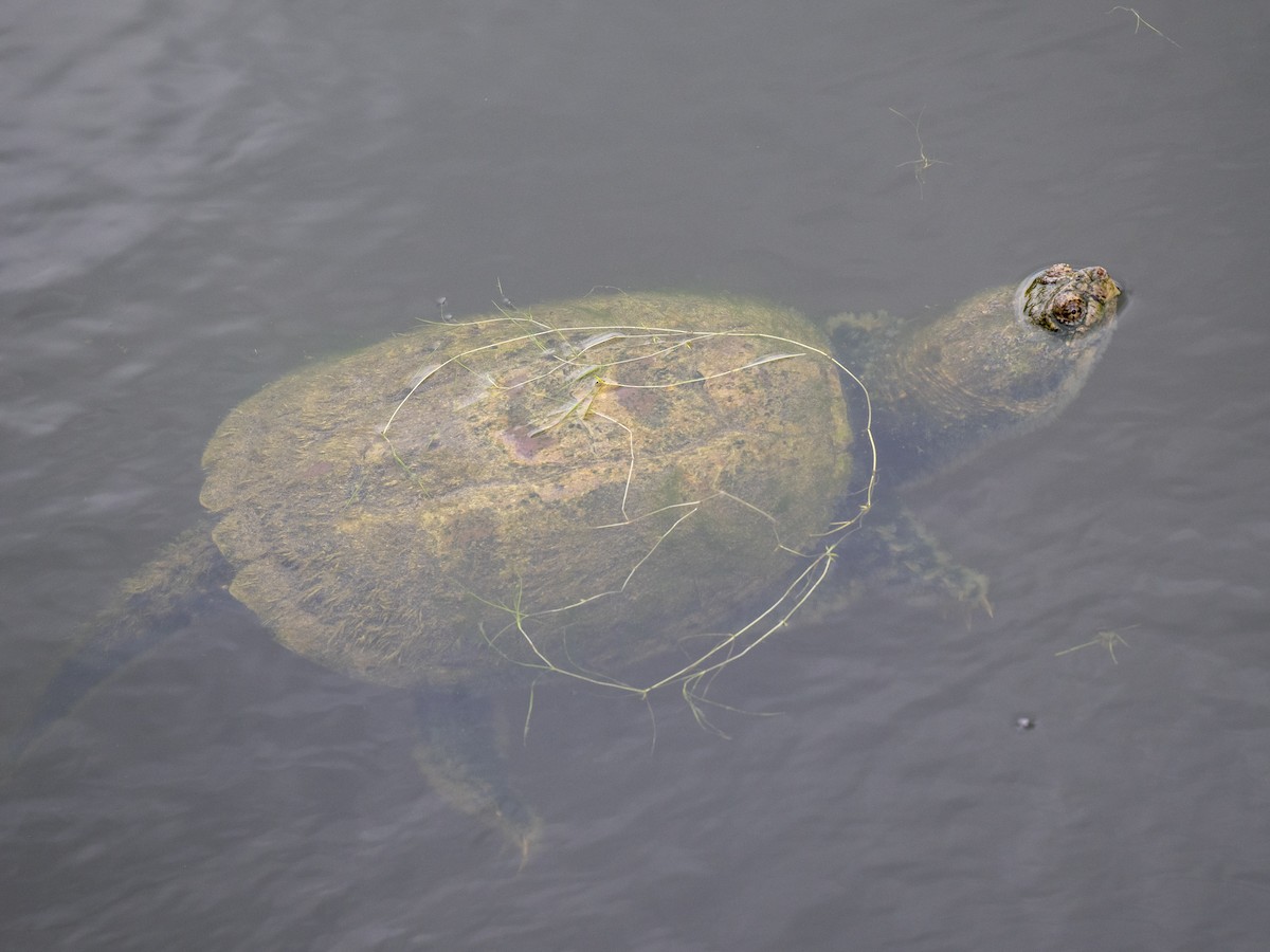 Common Snapping Turtle - ML643510790