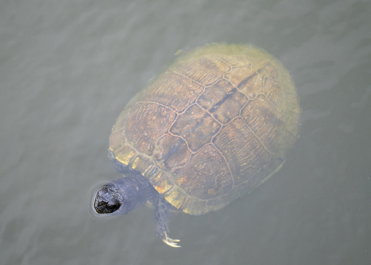 Pond Slider - ML643510791