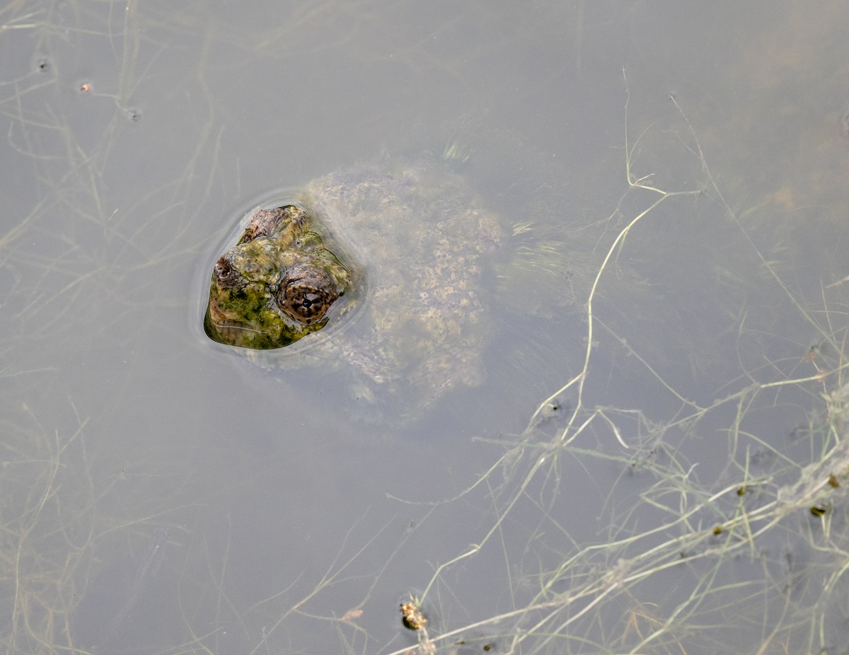 Common Snapping Turtle - ML643510792