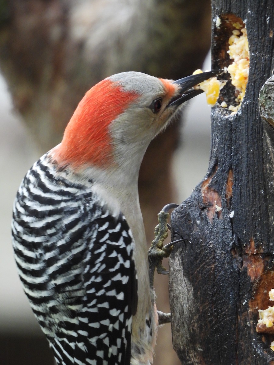 Red-bellied Woodpecker - ML643510795