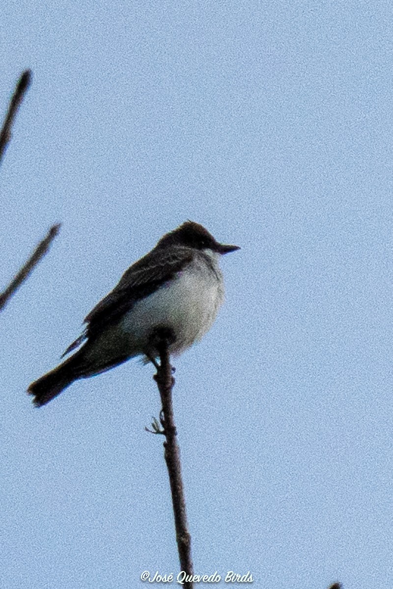 tyran obecný - ML643510796