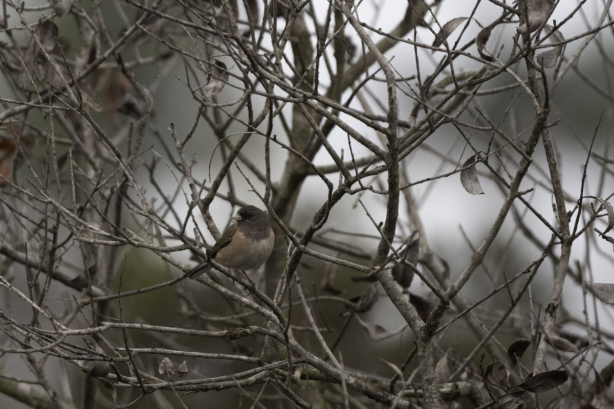 Junco Ojioscuro (grupo oreganus) - ML643510805