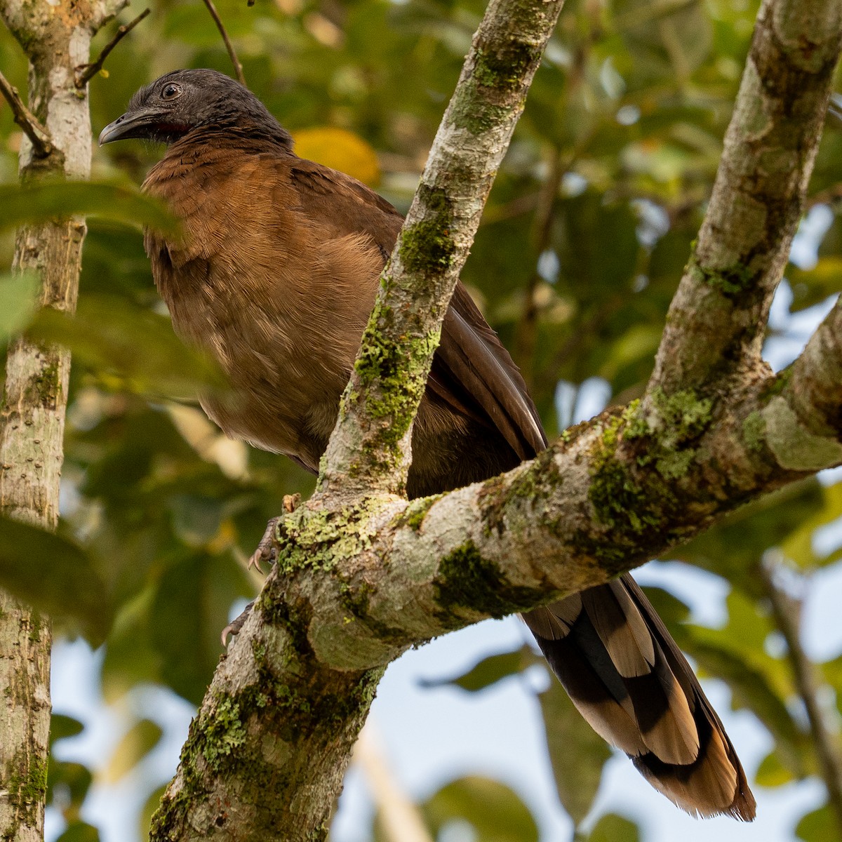 Gray-headed Chachalaca - ML643510811