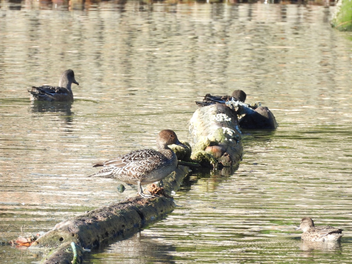 Northern Pintail - ML643510812