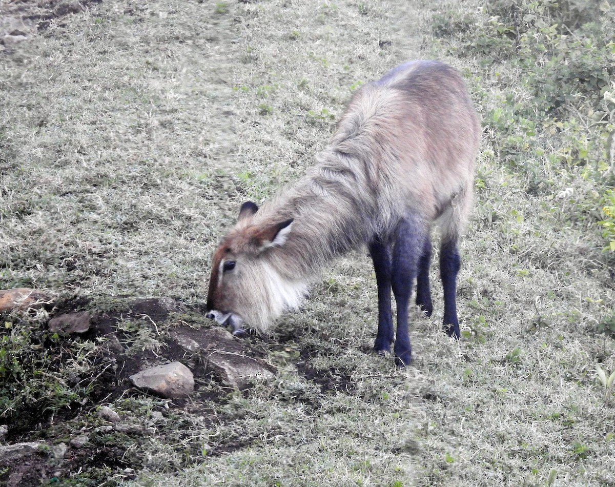 Waterbuck - ML643510813