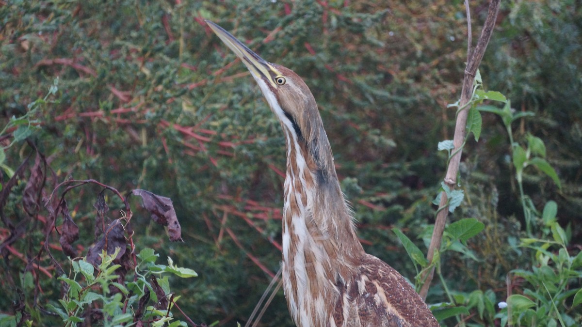 American Bittern - ML643510818