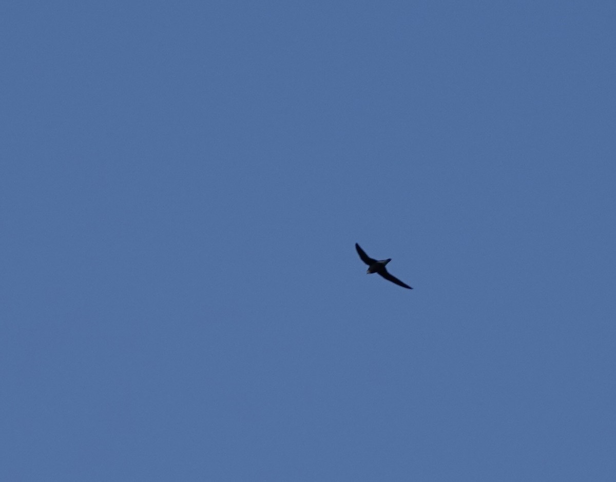 White-throated Needletail - ML643510835