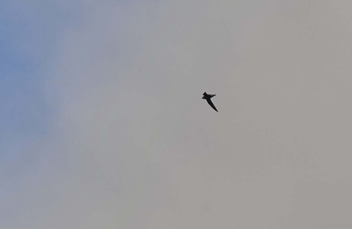 White-throated Needletail - ML643510836