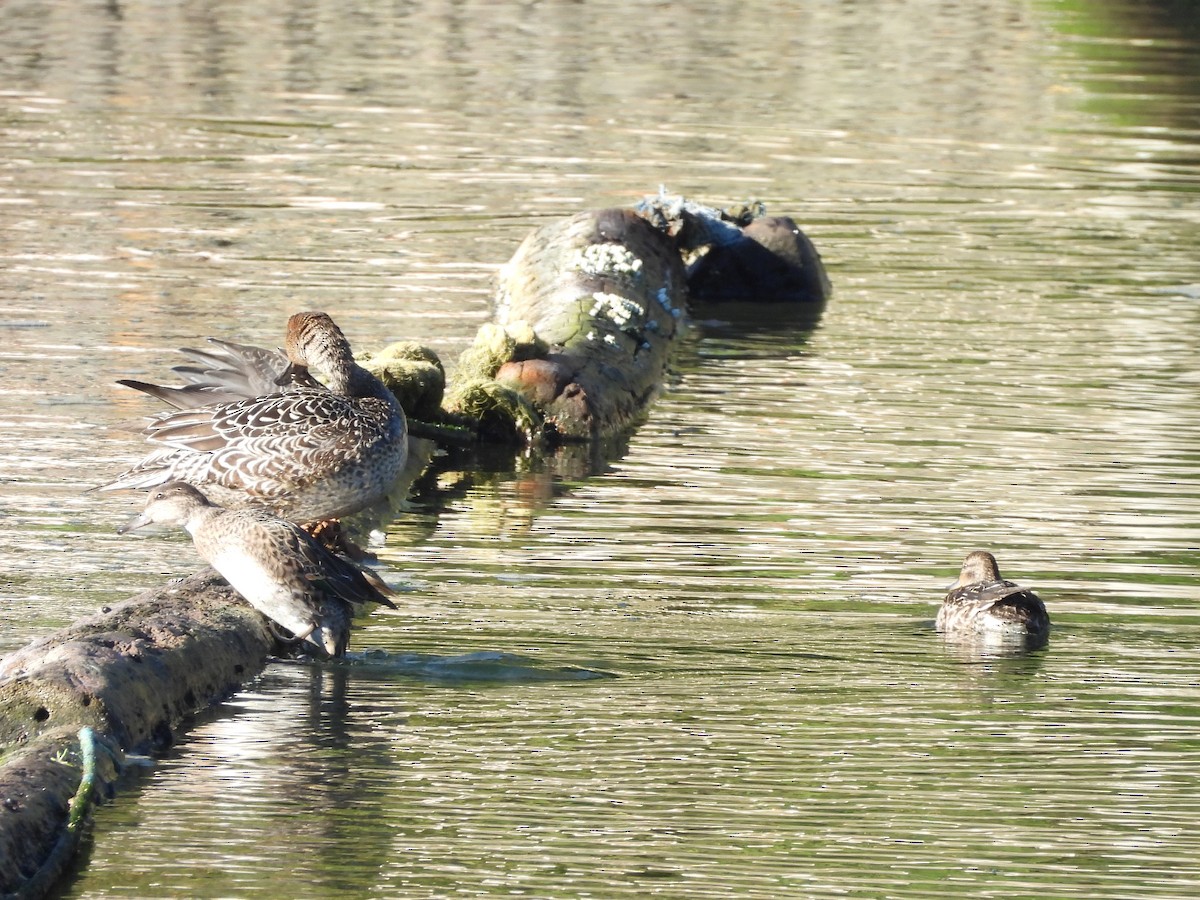 Northern Pintail - ML643510851