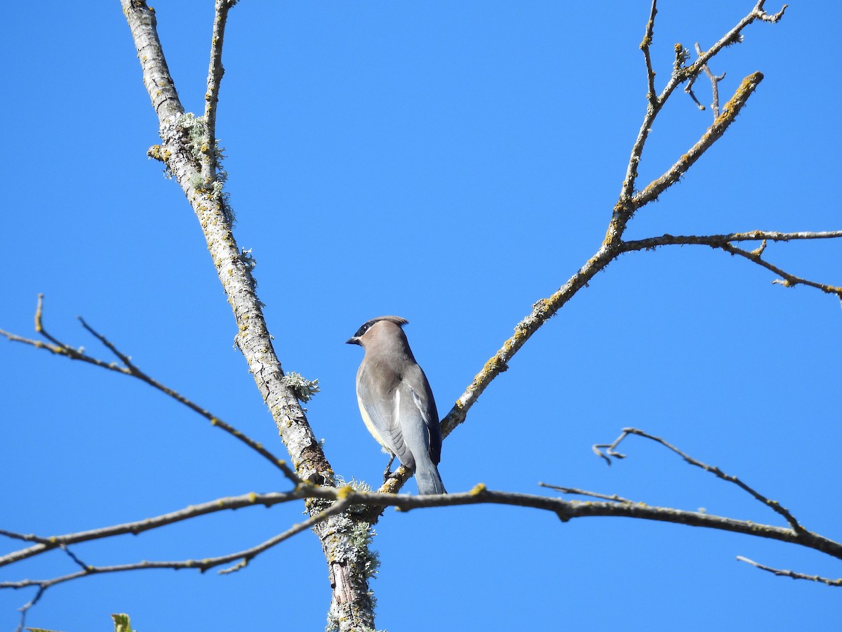 Cedar Waxwing - ML643510852
