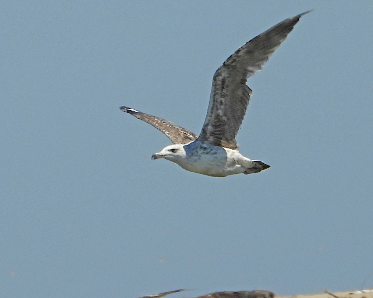 Great Black-backed Gull - ML643510868