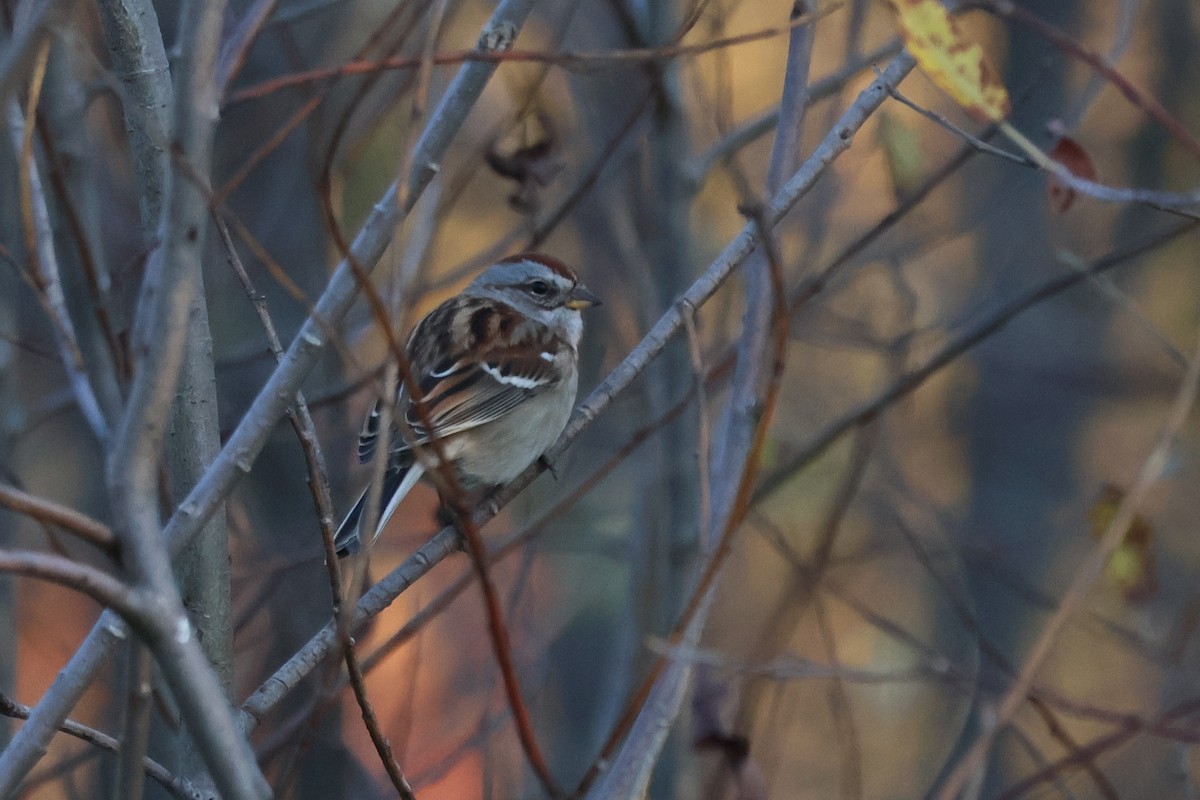 American Tree Sparrow - ML643510877