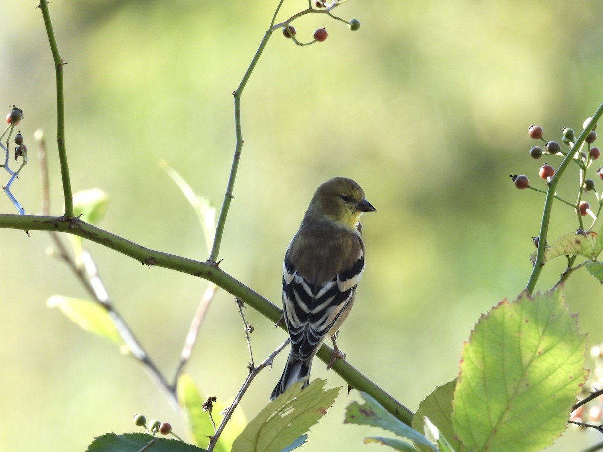Chardonneret jaune - ML643510879