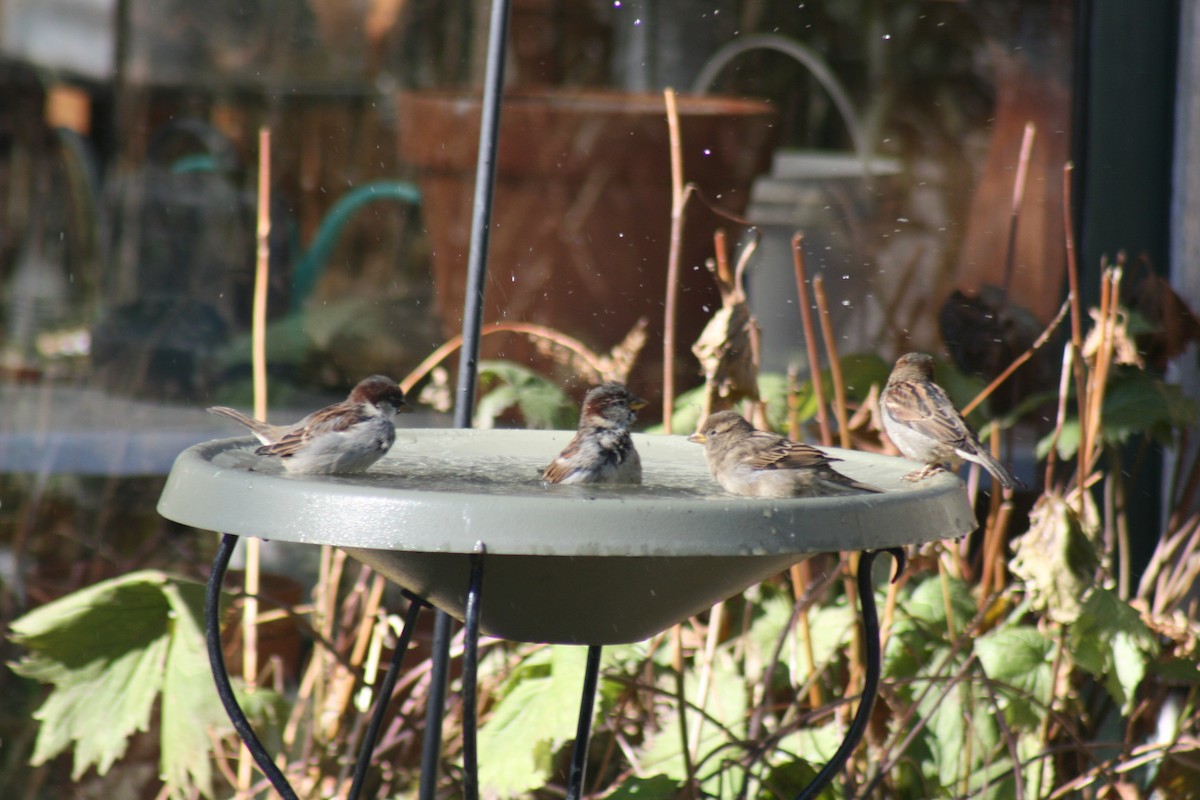 House Sparrow - ML643510901