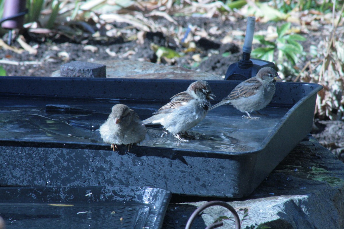 House Sparrow - ML643510902