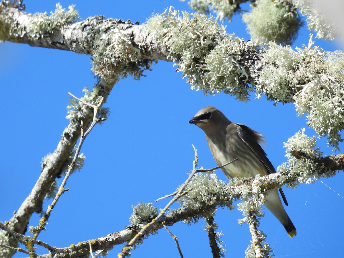Cedar Waxwing - ML643510904