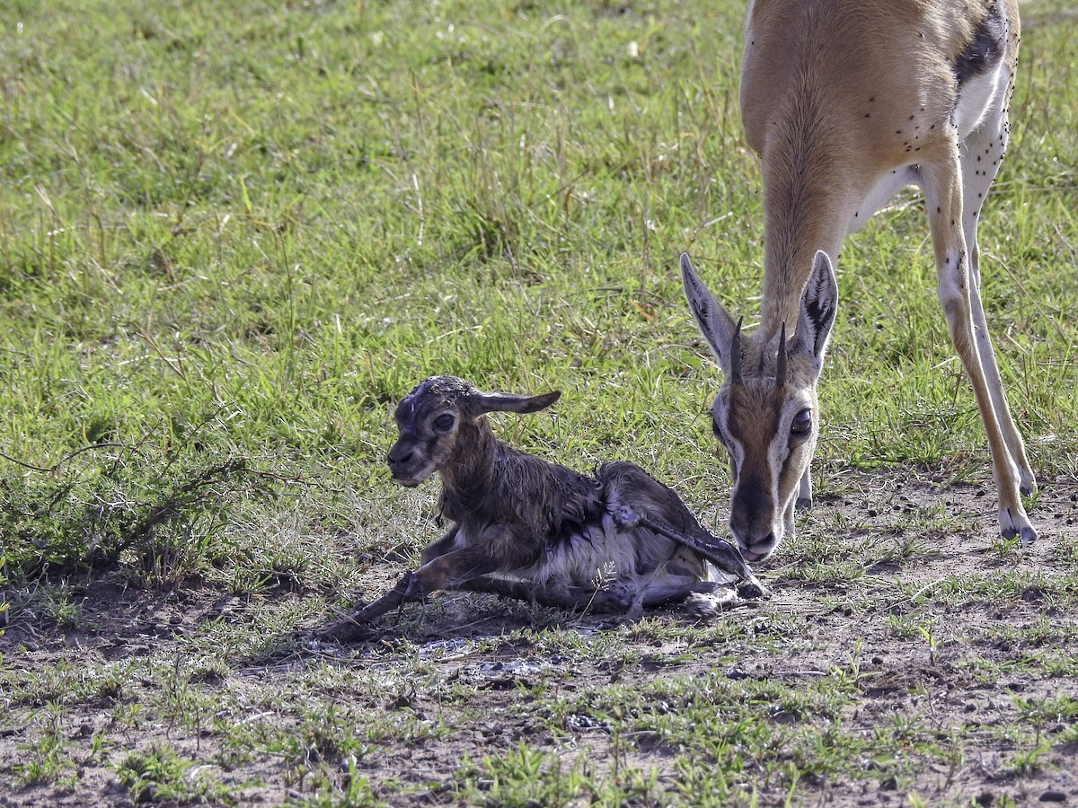 Thomson's Gazelle - ML643510907