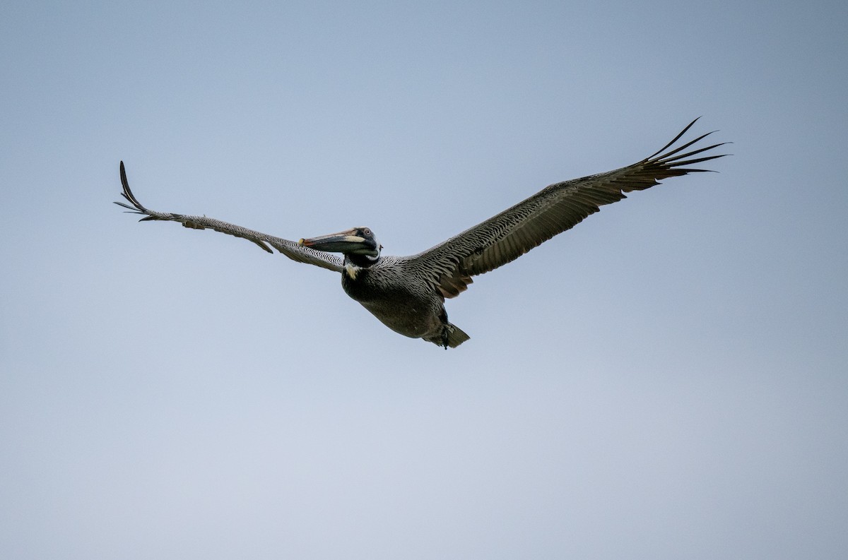 Brown Pelican - ML643510911