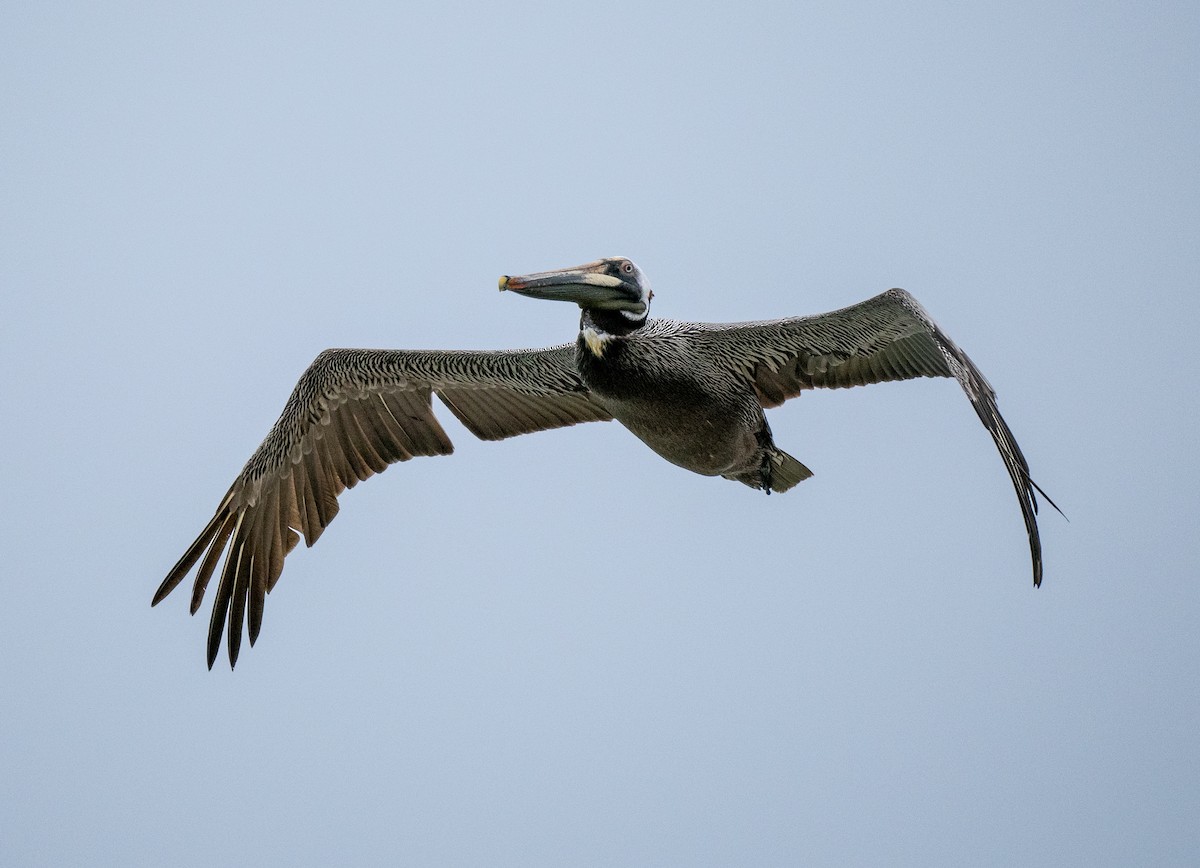 Brown Pelican - ML643510912