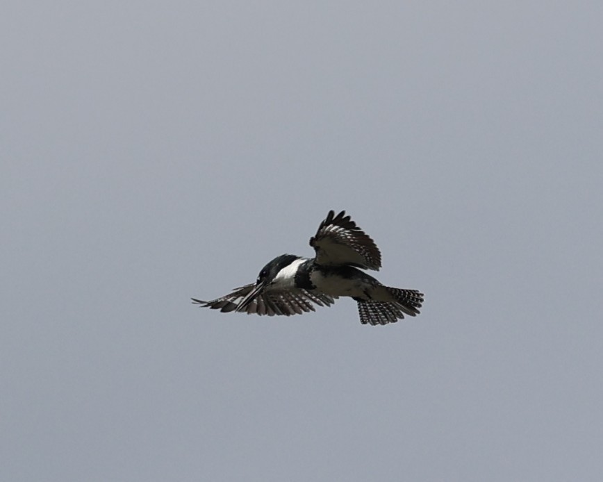 Belted Kingfisher - ML643510914