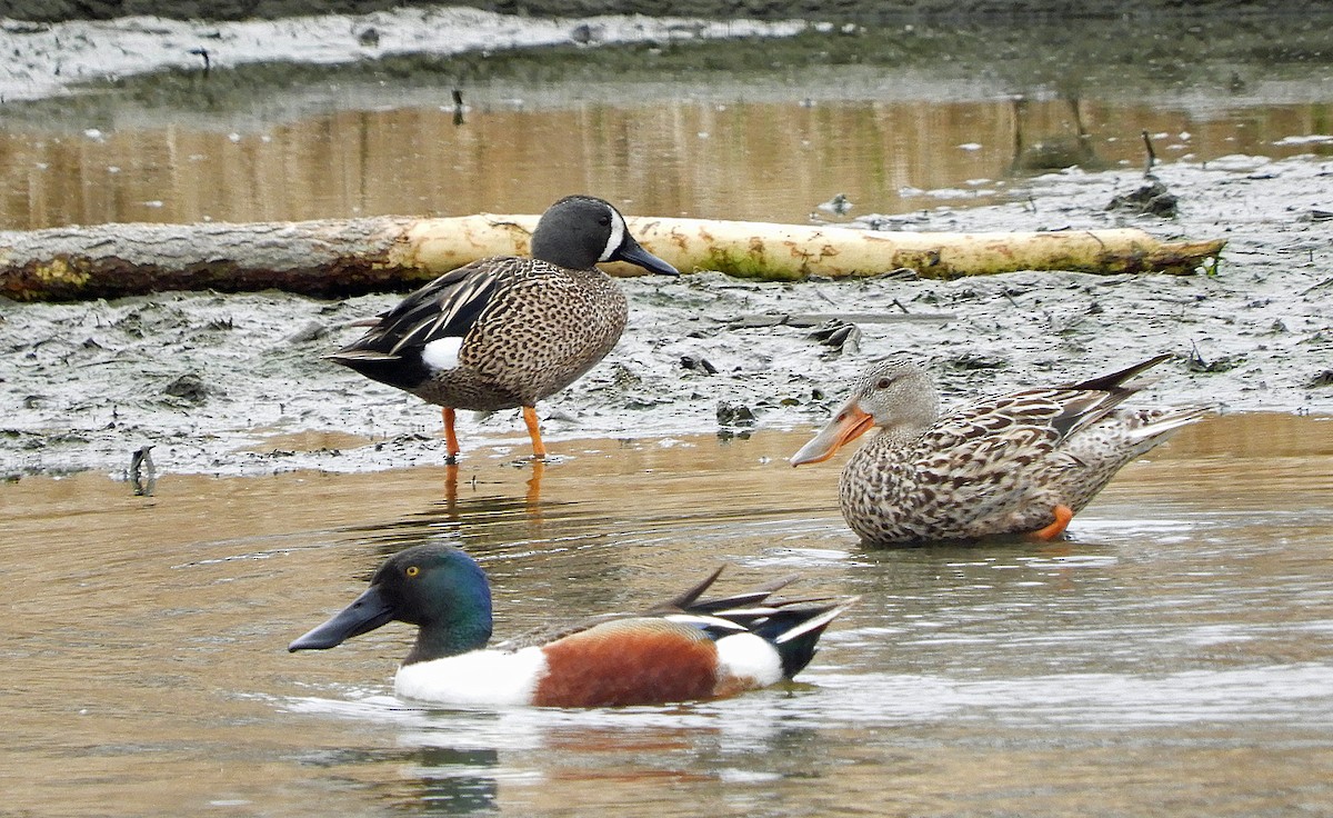 Northern Shoveler - ML643510917