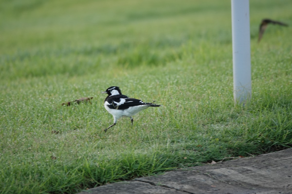 Magpie-lark - ML643510921