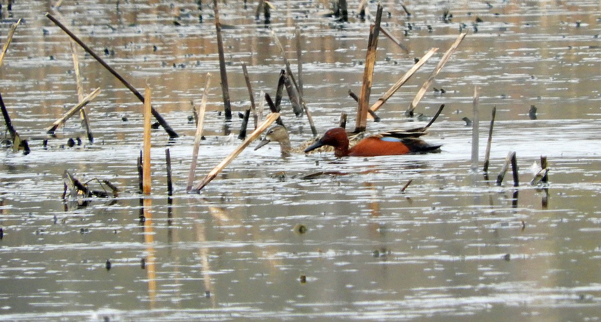 Cinnamon Teal - ML643510927