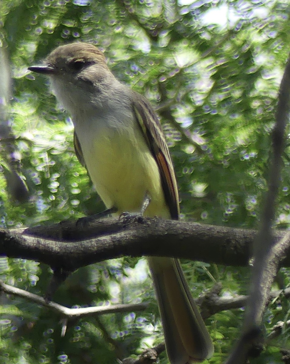 Nutting's Flycatcher - ML643510929