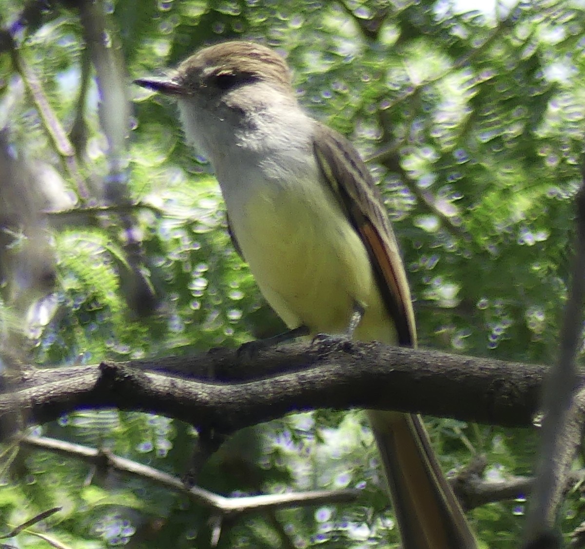 Nutting's Flycatcher - ML643510930