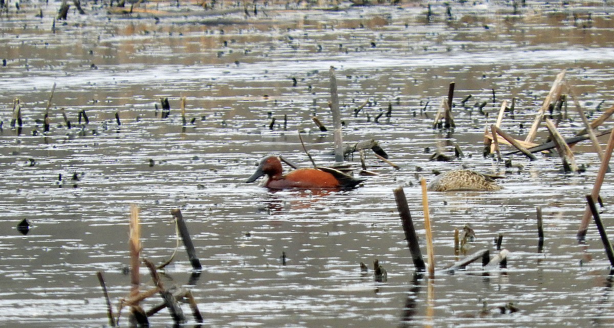 Cinnamon Teal - ML643510933