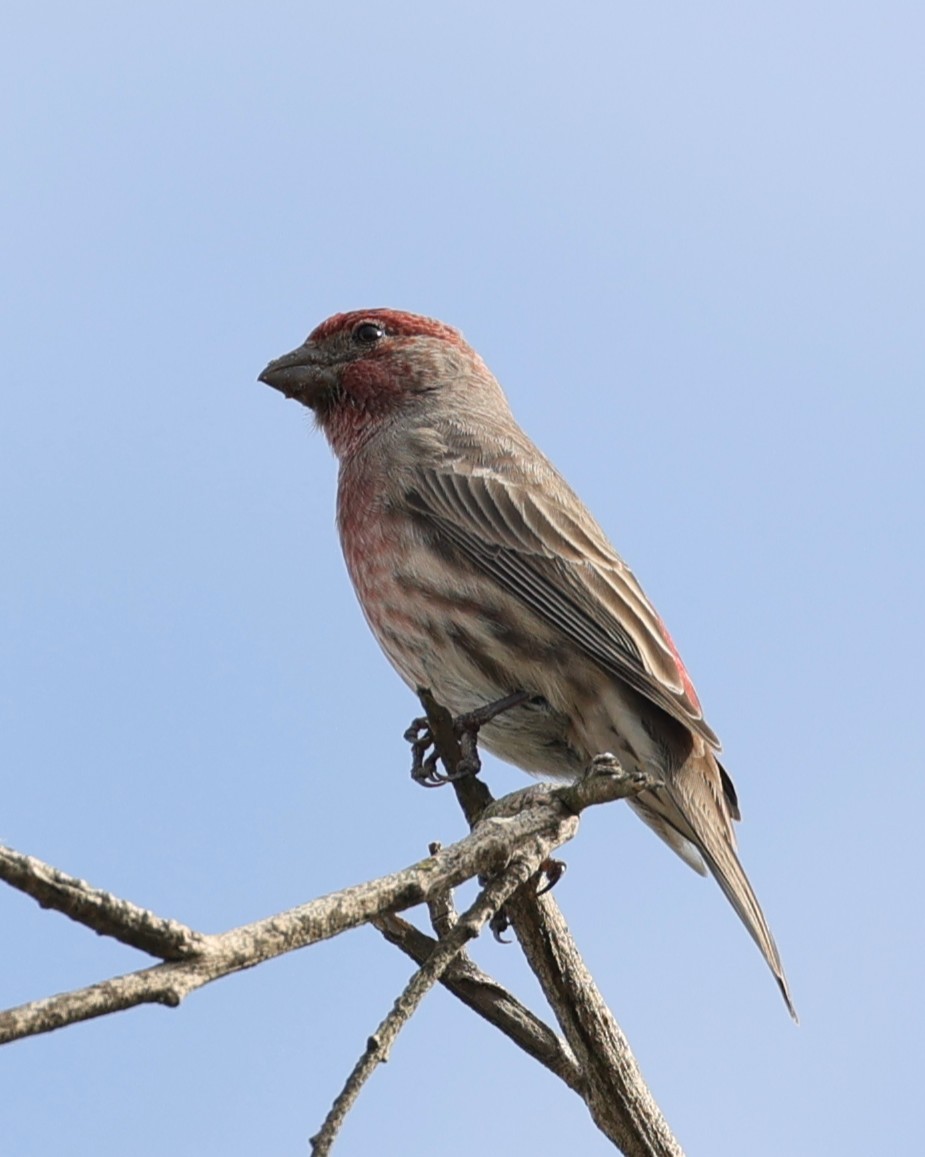 House Finch - ML643510955