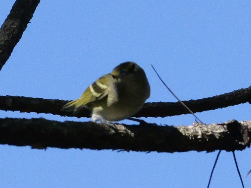 Vireo Ojiblanco - ML643510968