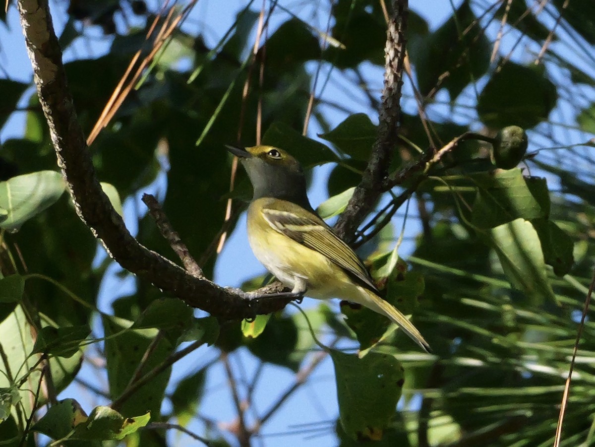 Vireo Ojiblanco - ML643510973