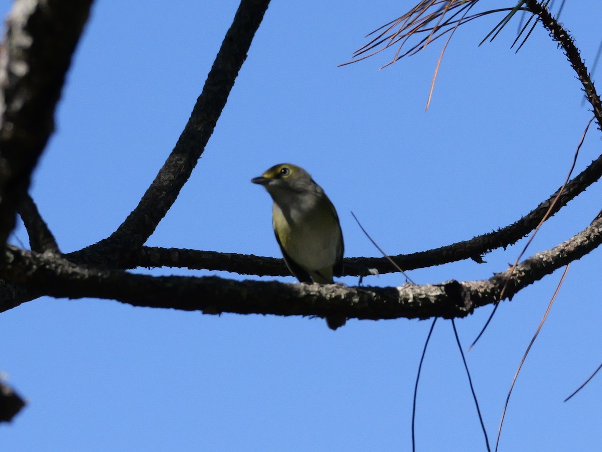 Vireo Ojiblanco - ML643510976