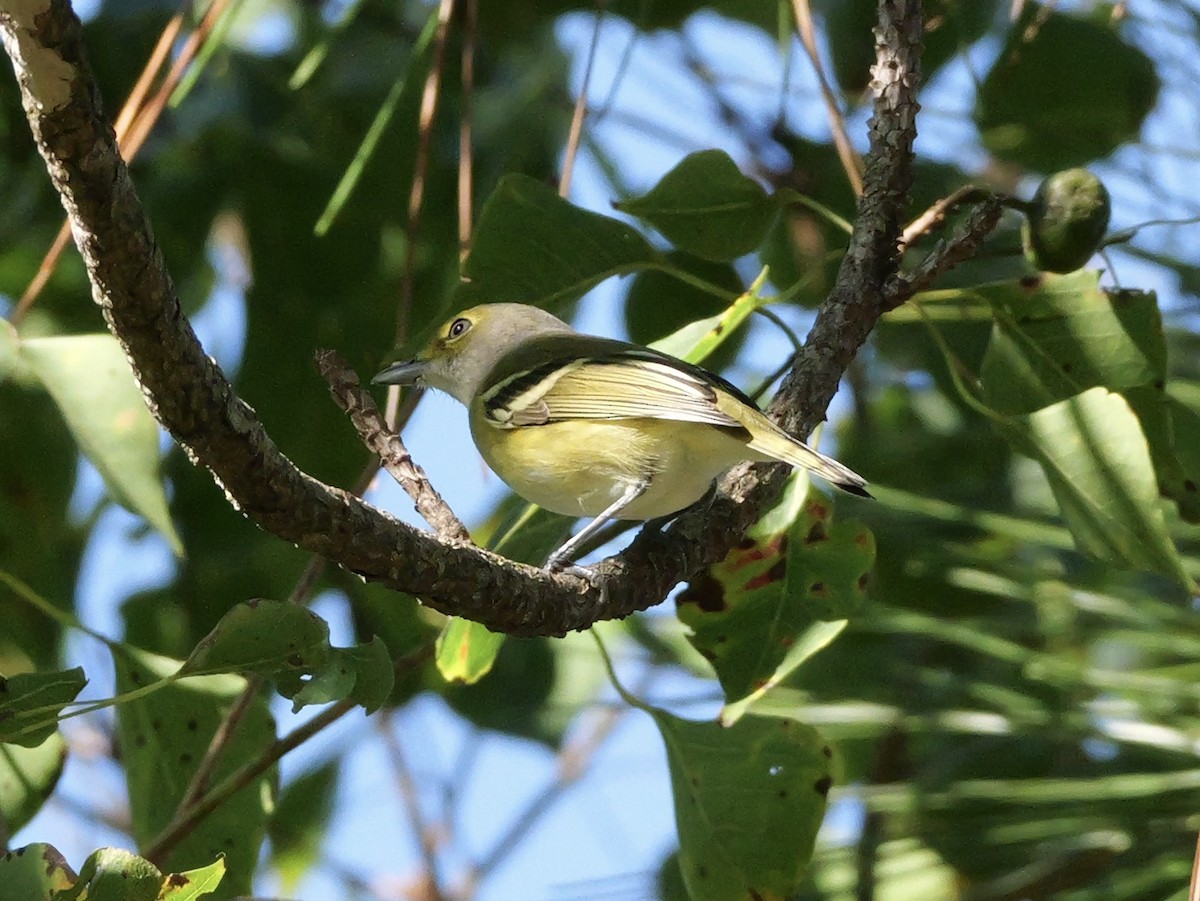 Vireo Ojiblanco - ML643510977