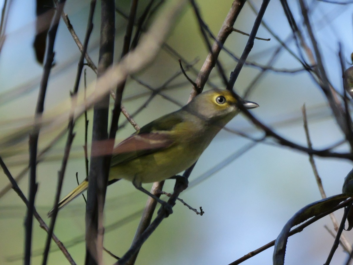 Vireo Ojiblanco - ML643510980