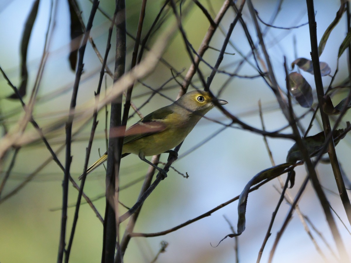 Vireo Ojiblanco - ML643510981