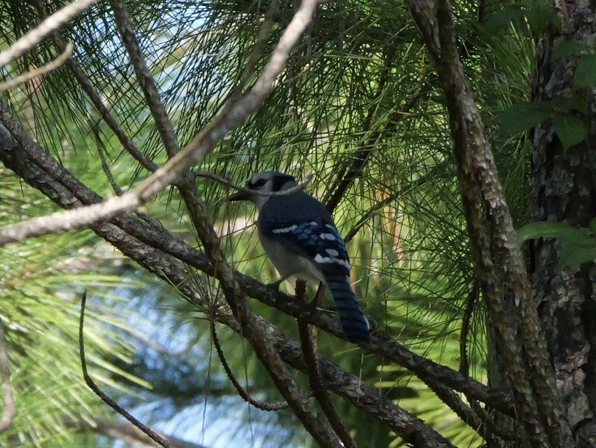 Blauhäher - ML643510992
